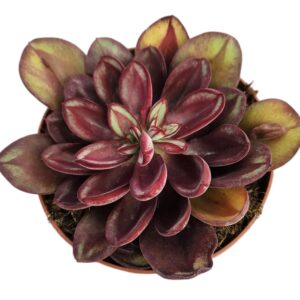 ECHEVERIA NODULOSA BENITSUK