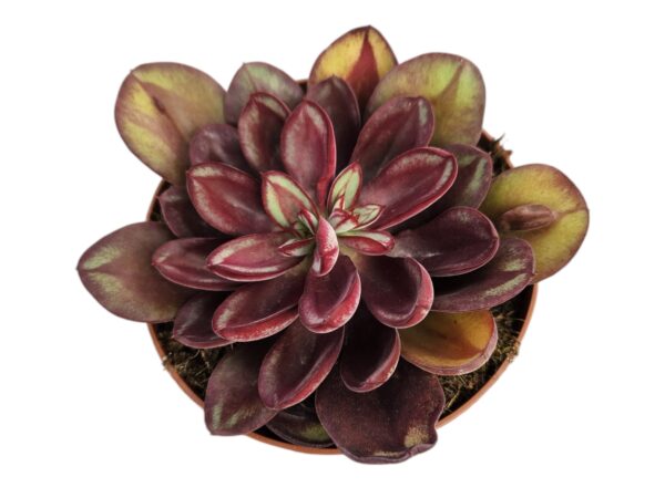 ECHEVERIA NODULOSA BENITSUK