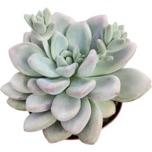 ECHEVERIA OPALINA