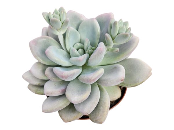 ECHEVERIA OPALINA