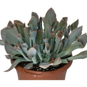 ECHEVERIA PINK TRUMPET