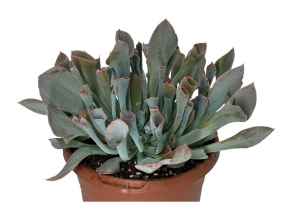 ECHEVERIA PINK TRUMPET