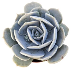 ECHEVERIA POLLUX