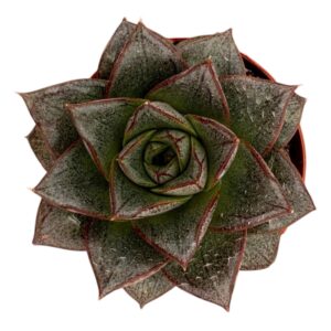 ECHEVERIA PURPUSORUM
