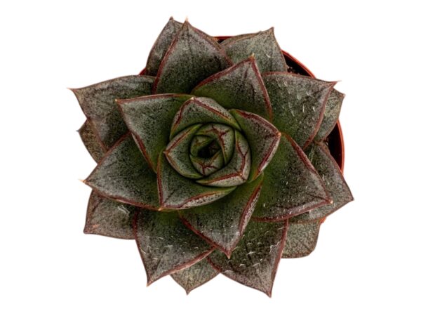 ECHEVERIA PURPUSORUM
