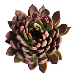 ECHEVERIA RED EDGE