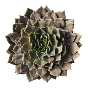 ECHEVERIA REJOICE