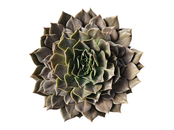 ECHEVERIA REJOICE