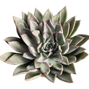ECHEVERIA SILVER QUEEN