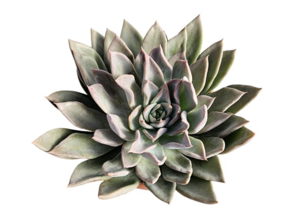 ECHEVERIA SILVER QUEEN