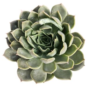 ECHEVERIA STARLIGHT