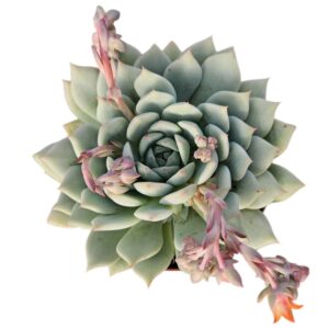 ECHEVERIA TIPPY