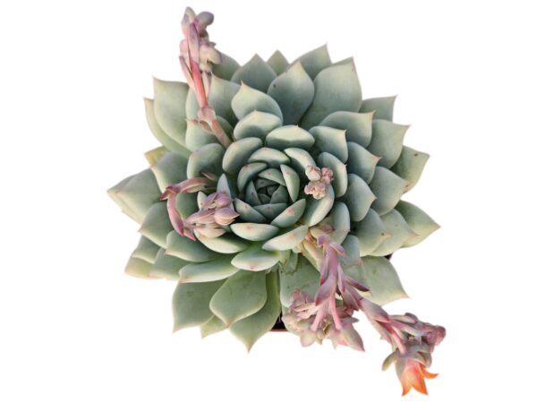 ECHEVERIA TIPPY