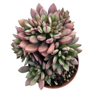 ECHEVERIA TOGGLE