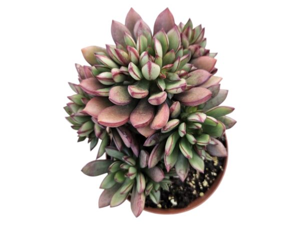ECHEVERIA TOGGLE