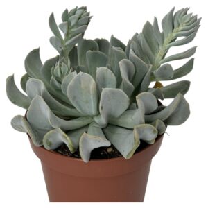 ECHEVERIA TOPSY TURVY