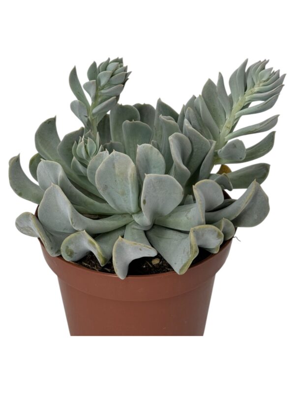 ECHEVERIA TOPSY TURVY