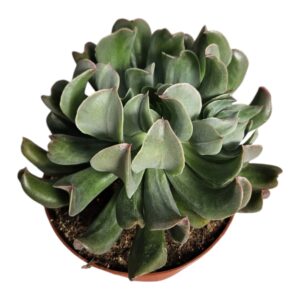 ECHEVERIA VADER
