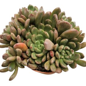 GRAPTOVERIA BASHFUL