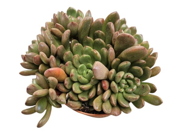 GRAPTOVERIA BASHFUL