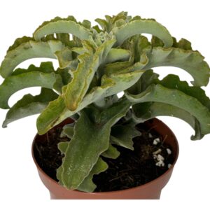 KALANCHOE MALTESE CROSS