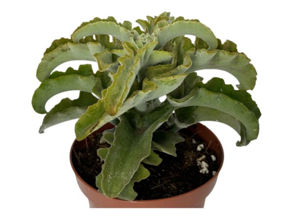 KALANCHOE MALTESE CROSS