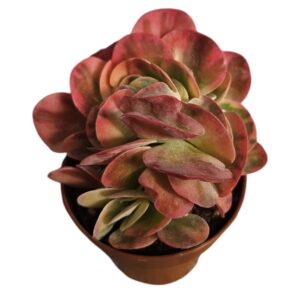 KALANCHOE THYRSIFLORA VAR MINI