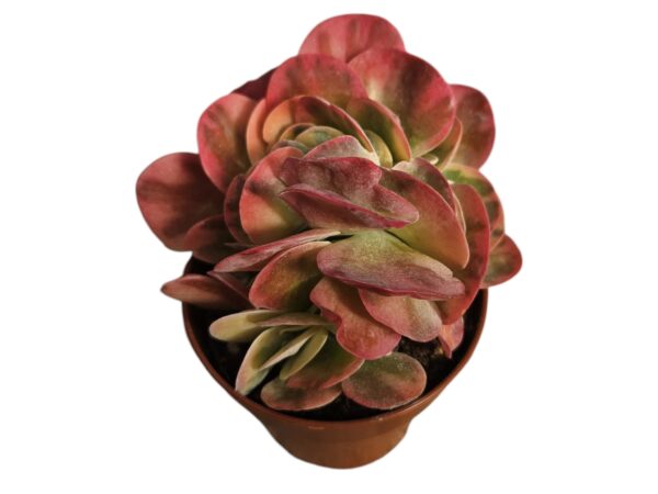 KALANCHOE THYRSIFLORA VAR MINI