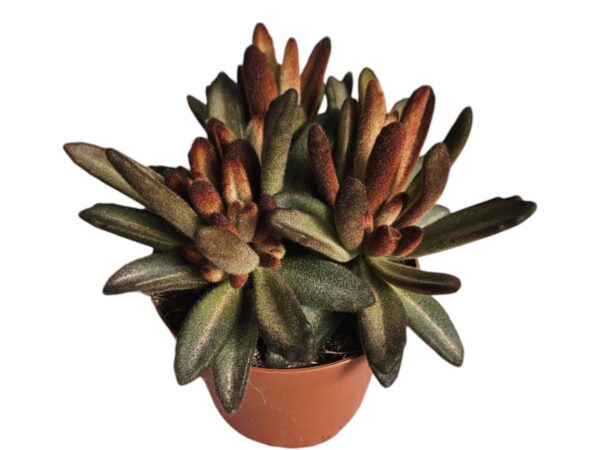 KALANCHOE TOMENTOSA CHOCOLATE