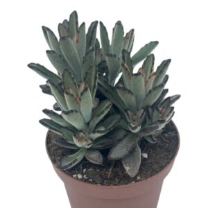 KALANCHOE TOMENTOSA DARK