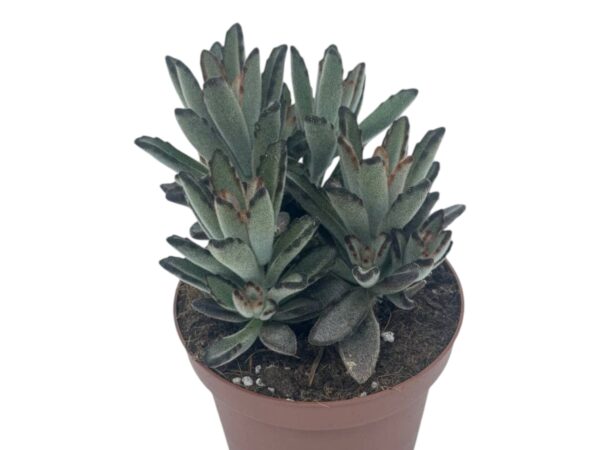 KALANCHOE TOMENTOSA DARK