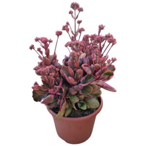 KALANCHOE VARIEGATA