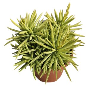PEPEROMIA FERREYRAE
