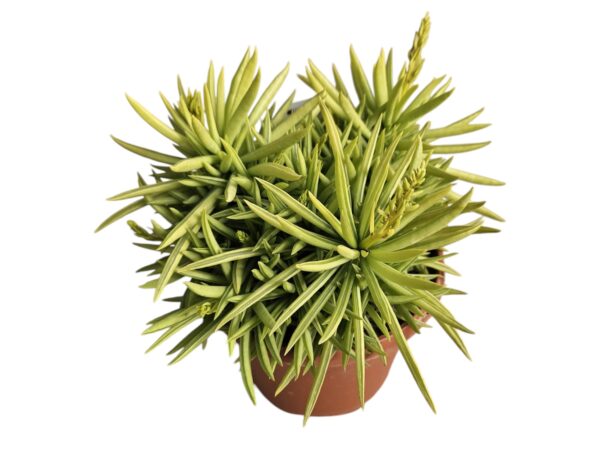 PEPEROMIA FERREYRAE
