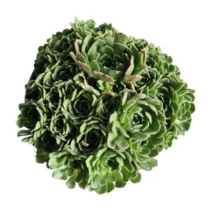 ROSULARIA PLATYPHYLLA