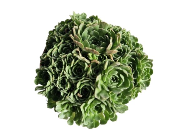 ROSULARIA PLATYPHYLLA