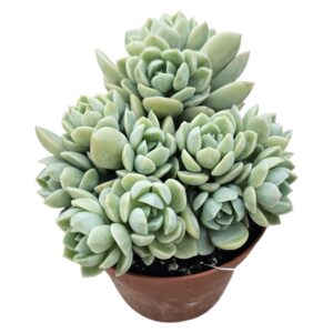 SEDEVERIA SPRING JADE