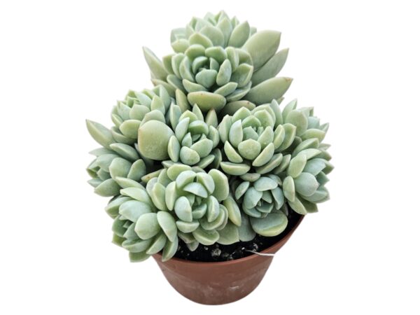 SEDEVERIA SPRING JADE
