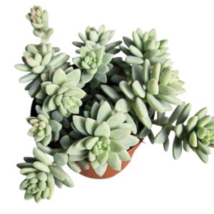SEDUM BLUE BRAZIL
