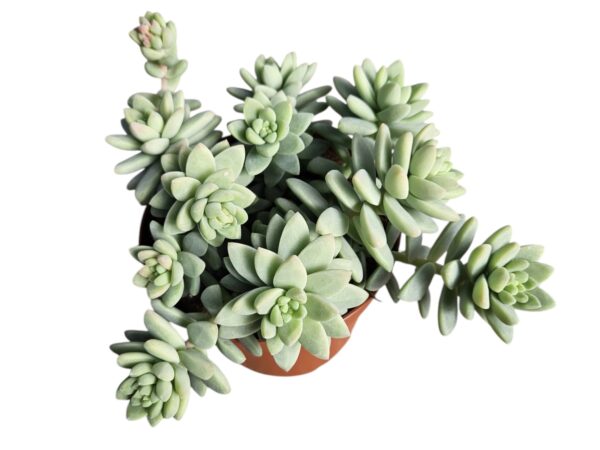 SEDUM BLUE BRAZIL