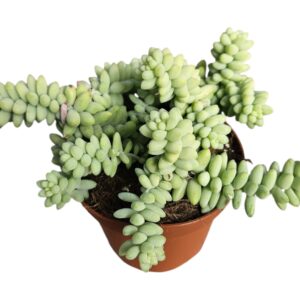 SEDUM BURRITO
