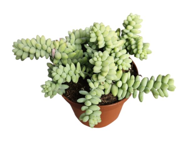 SEDUM BURRITO