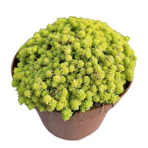 SEDUM TOKYO SUN