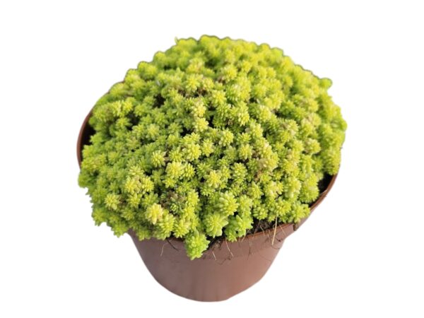SEDUM TOKYO SUN