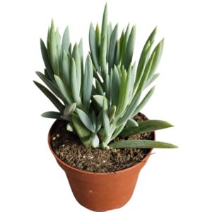 SENECIO FICOIDES