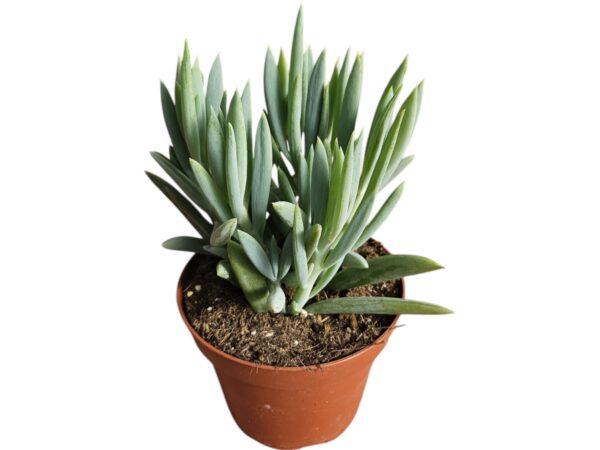 SENECIO FICOIDES