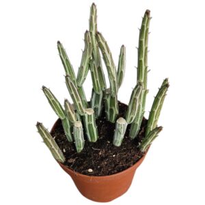 SENECIO STAPELIOFORMIS