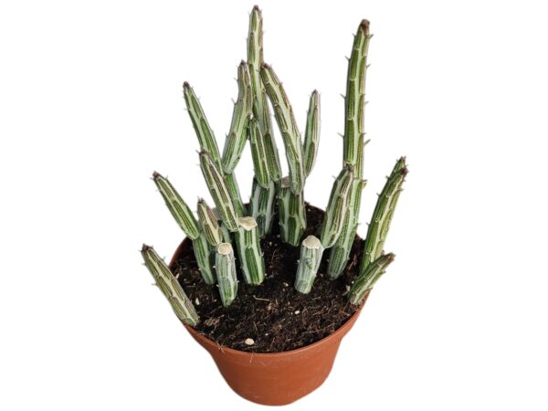 SENECIO STAPELIOFORMIS