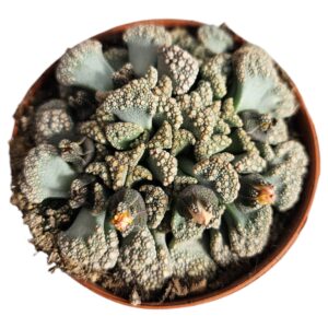 TITANOPSIS CALCAREA