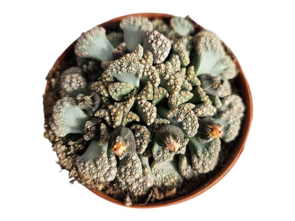 TITANOPSIS CALCAREA